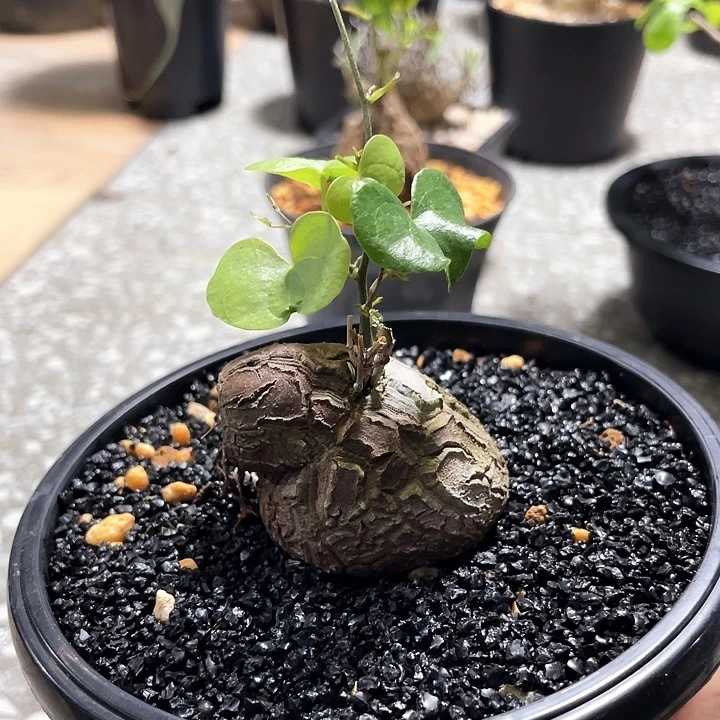 南非异型龟666666666666