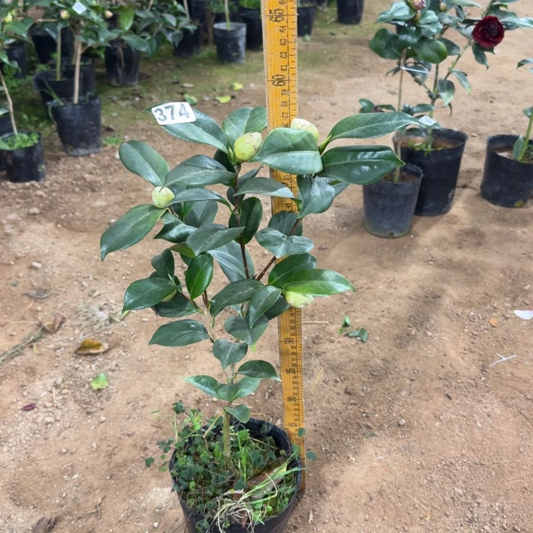 少量花朵（建议范围：2朵-5朵 或40%以下）374白乔