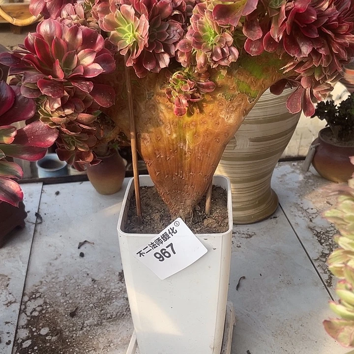 967、美杜莎缀包邮