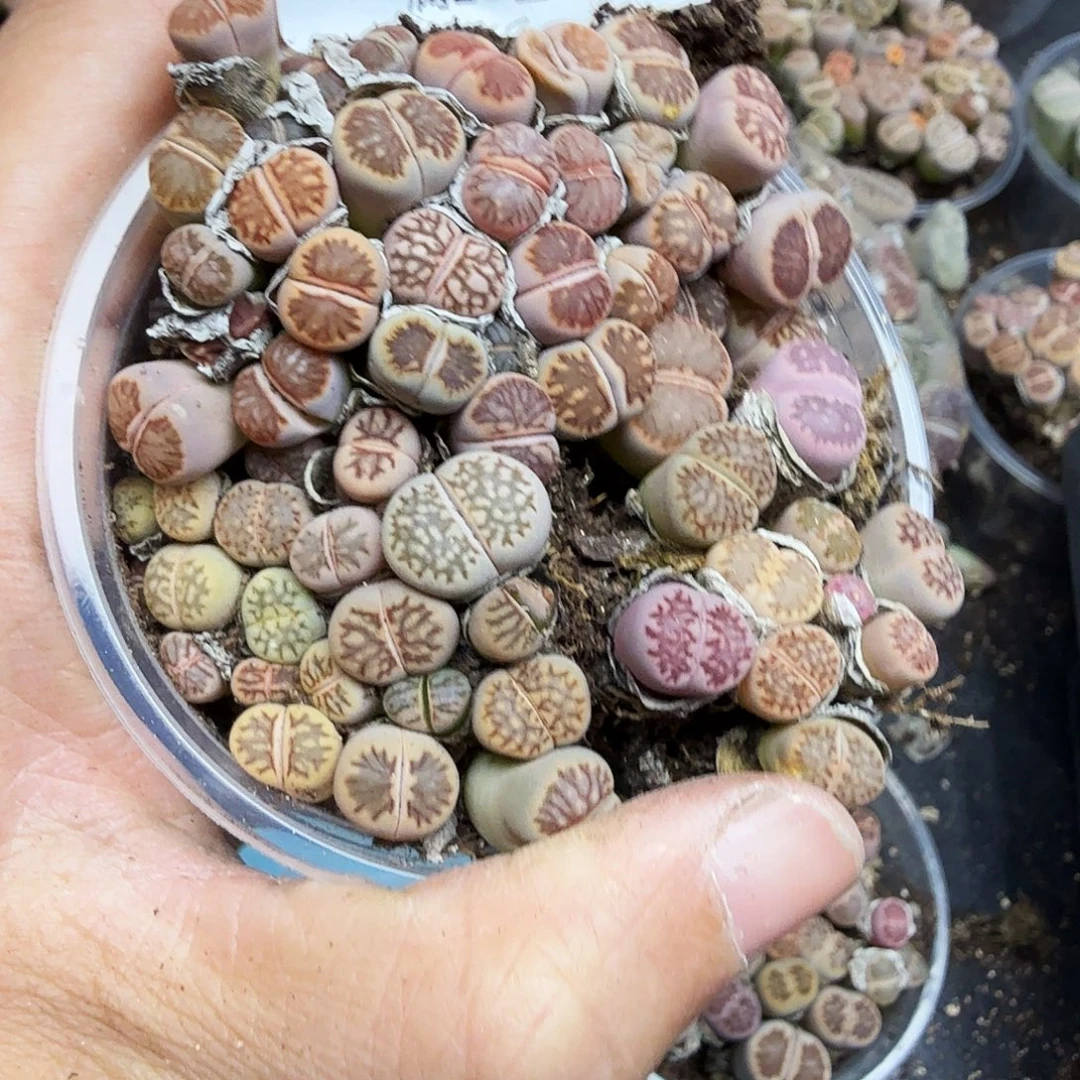 就可以去你哪里的店里面149哈哈