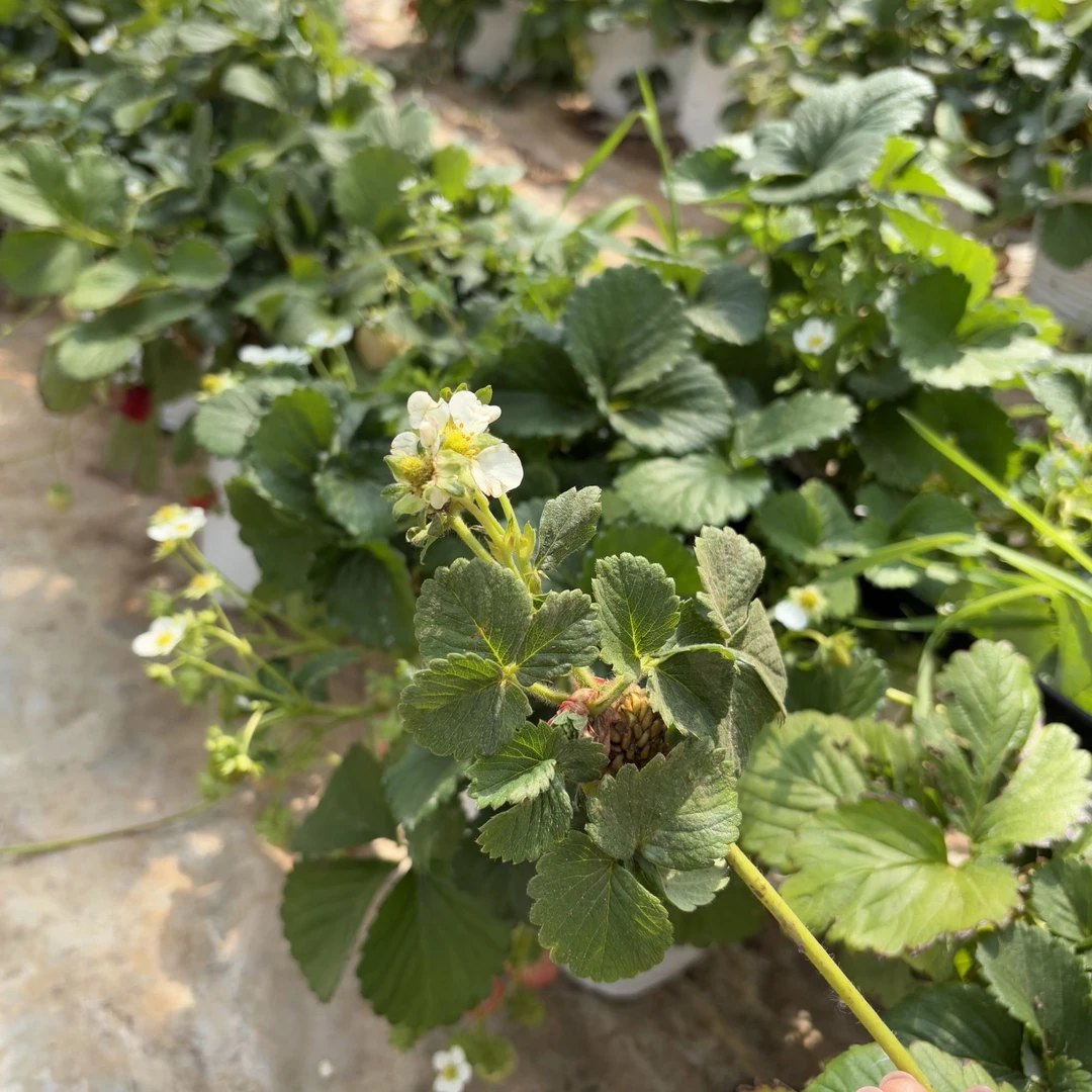 匍匐茎混合品种(有一定种植难度,新手宝宝谨慎入手噢)