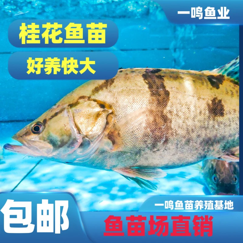 淡水鳜鱼 桂花鱼 路亚鱼 养殖活体观赏鱼冷水鱼宠物鱼包活到家