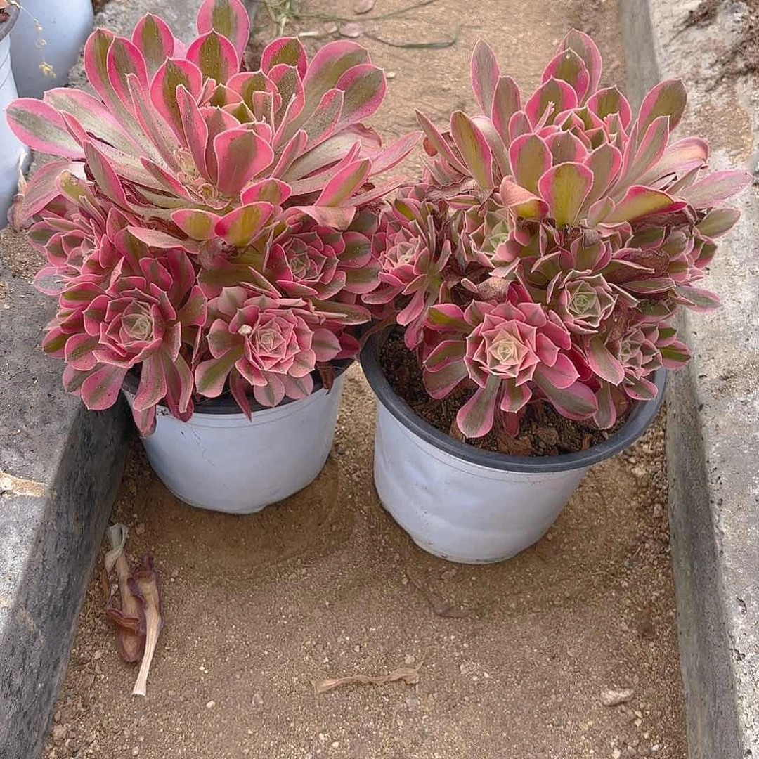 女巫多肉植物不周正两颗