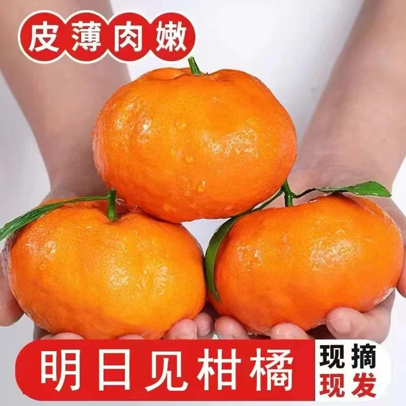 纯甜无酸云南明日见柑橘皇后正宗新鲜孕妇现摘当季大果