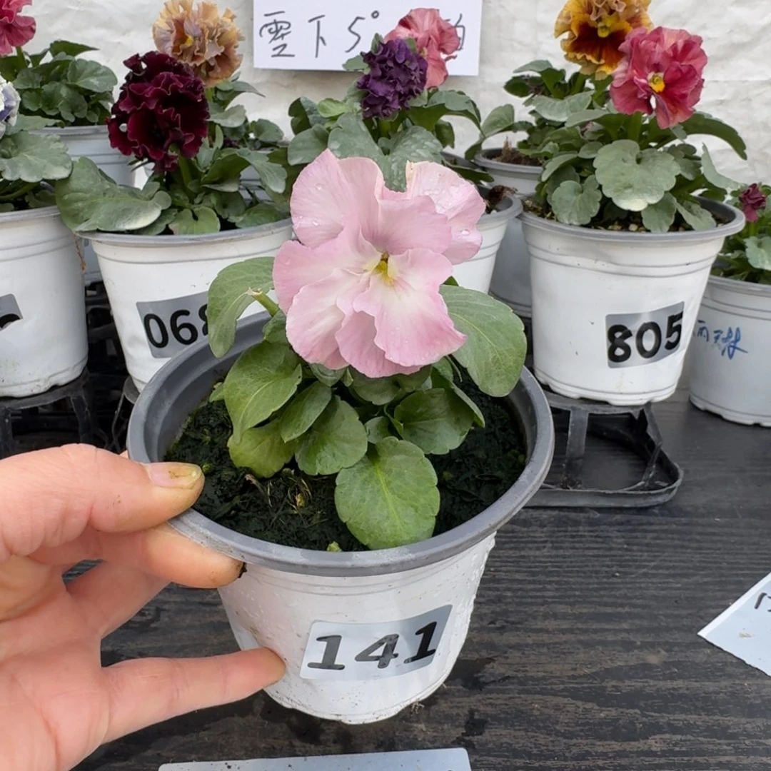 全部花朵141号粉希尔