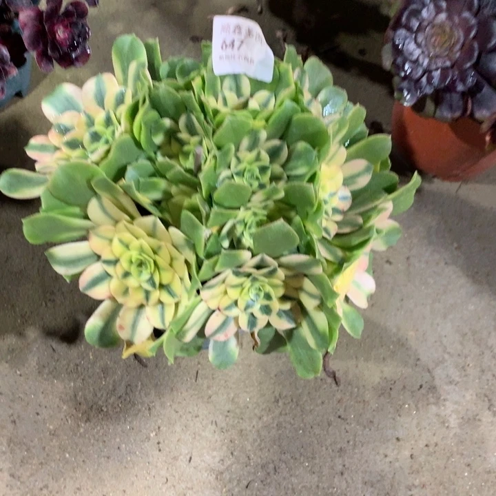 647辛尼亚多肉植物