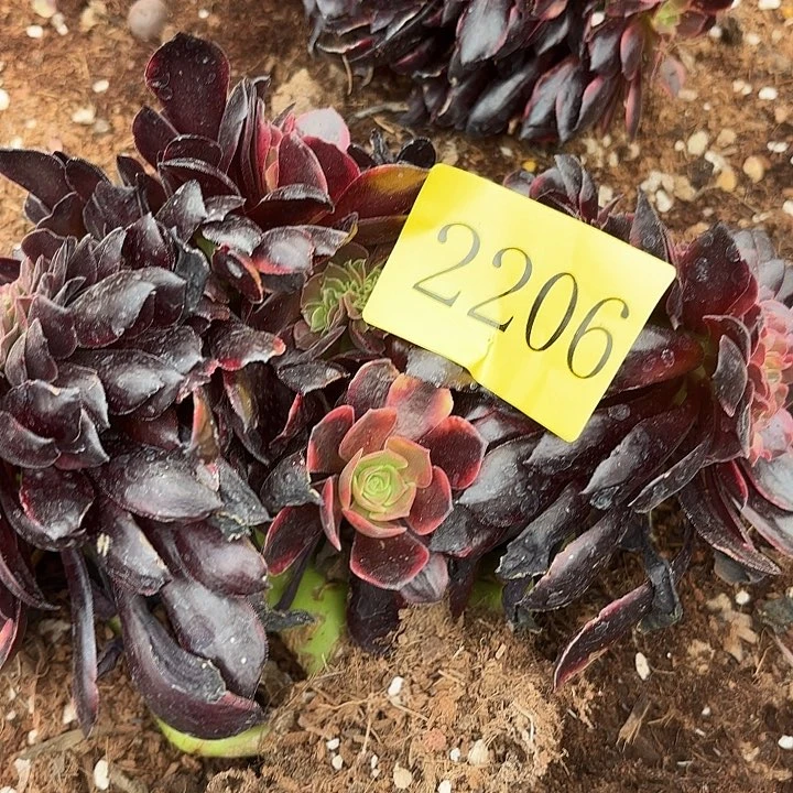 多肉植物福利来2206