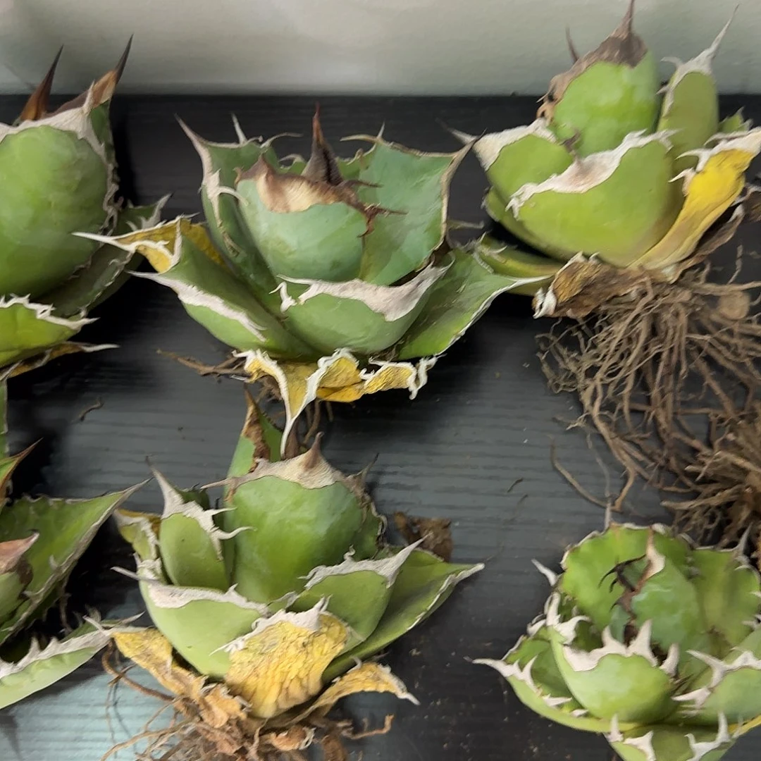 黑豹龙舌兰可挑选111111111