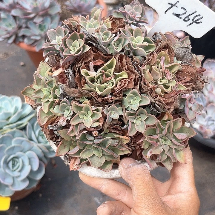 晨语多肉，一物一拍，高贵264