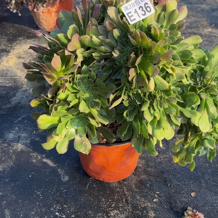 136多肉植物一物一拍