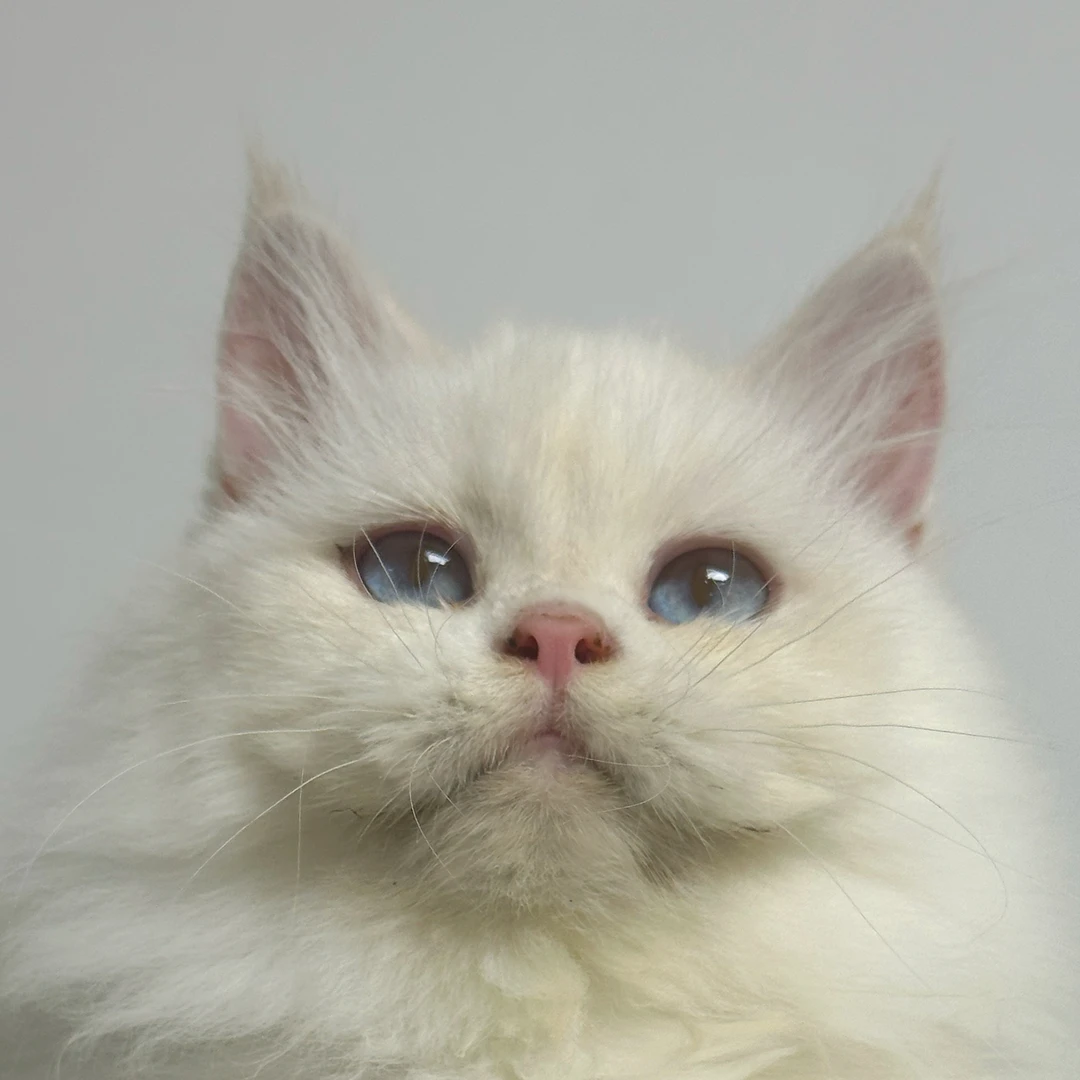 来了姊妹-金点英长猫-妹妹-YZ