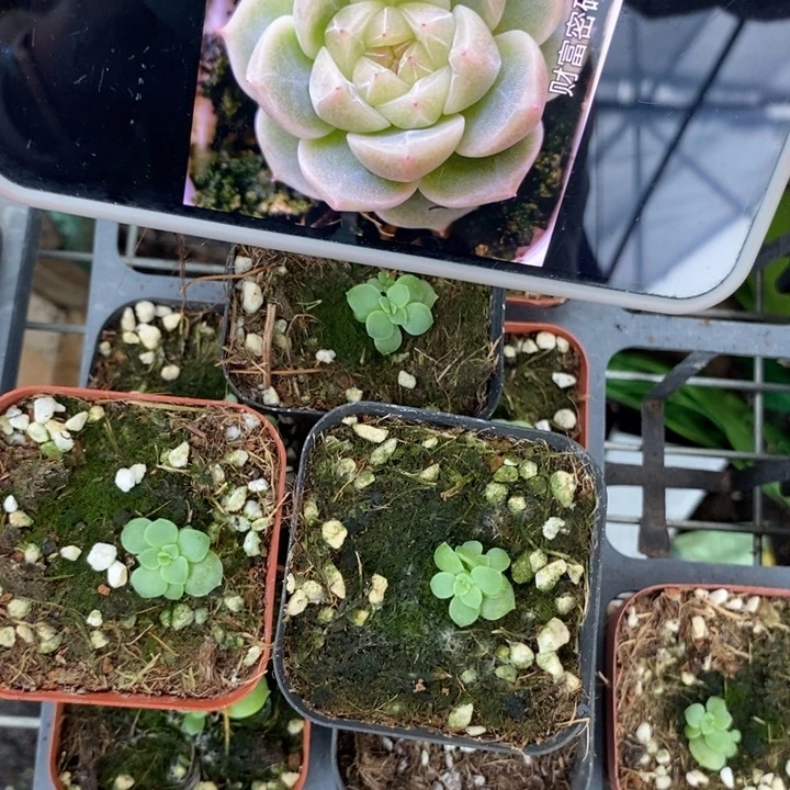 标209财富10号一个多肉