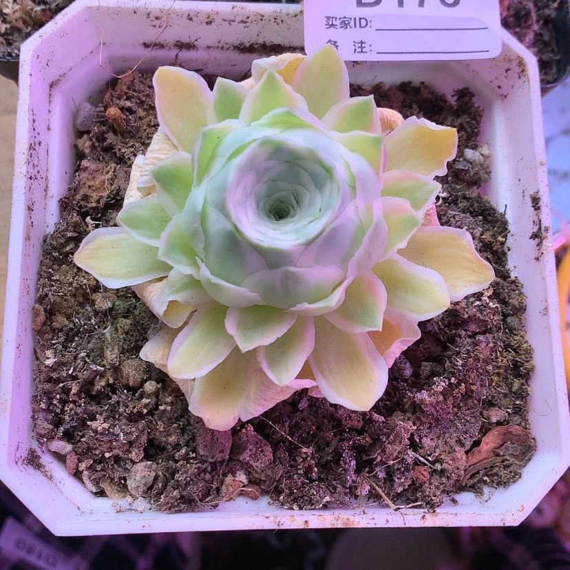 【闪购商品】秋*浓秋夕178