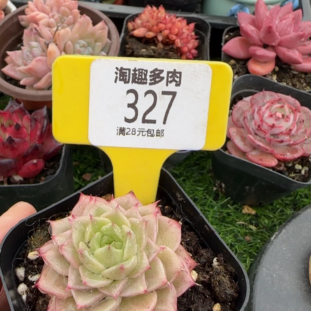喵多肉植物111111111