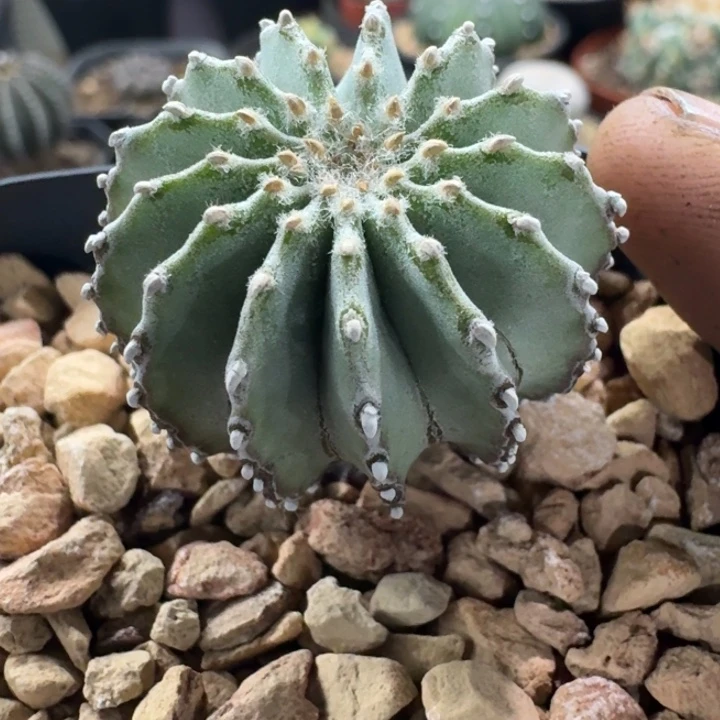 薄叶实生仙人球