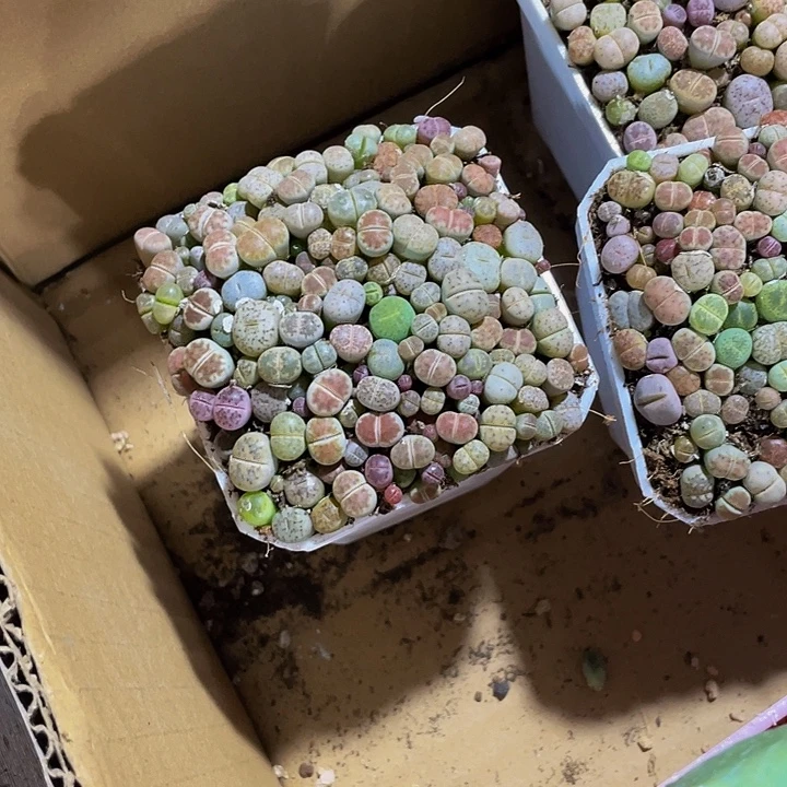 7方满盆生石花带盆土发货