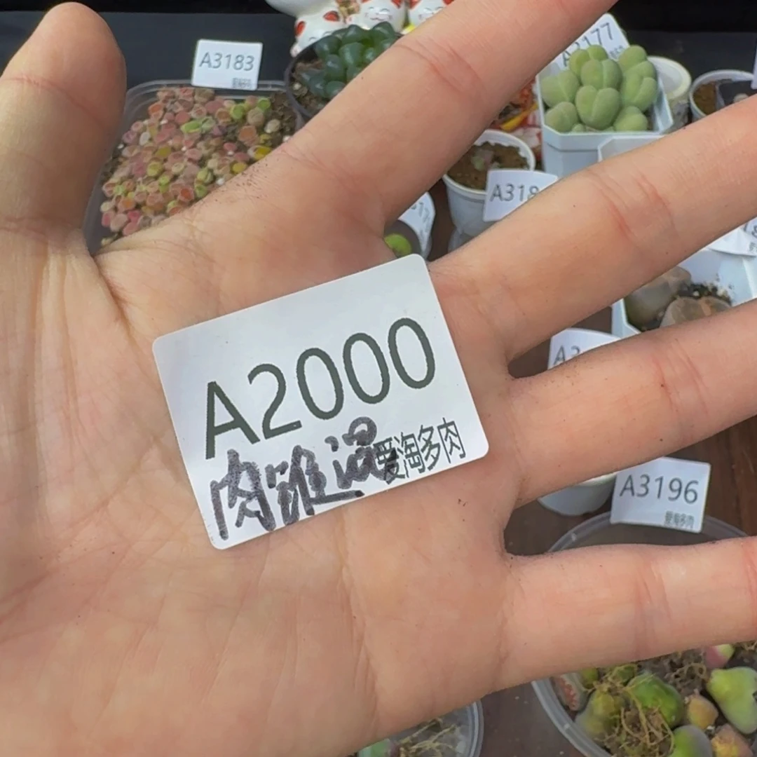 2000-肉锥混 量拍