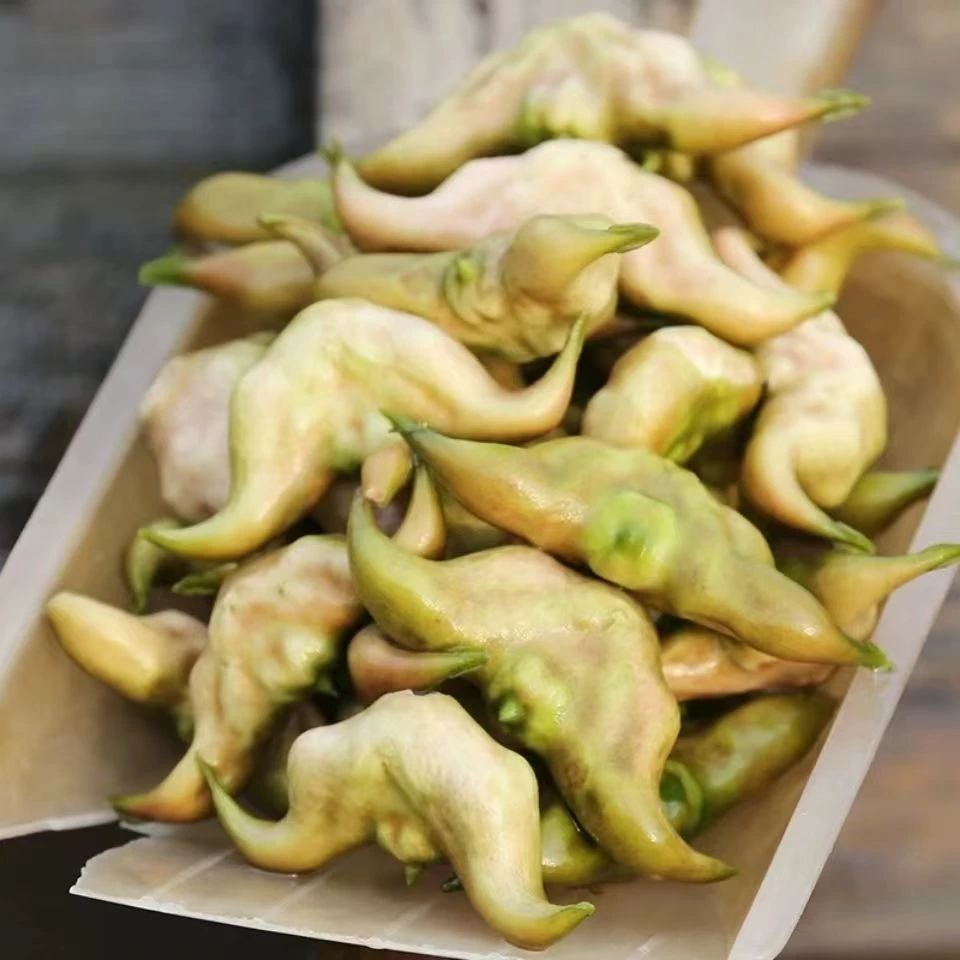 大菱角种子改良特早熟高产青菱角种子菱角苗红菱角种子特大菱角种