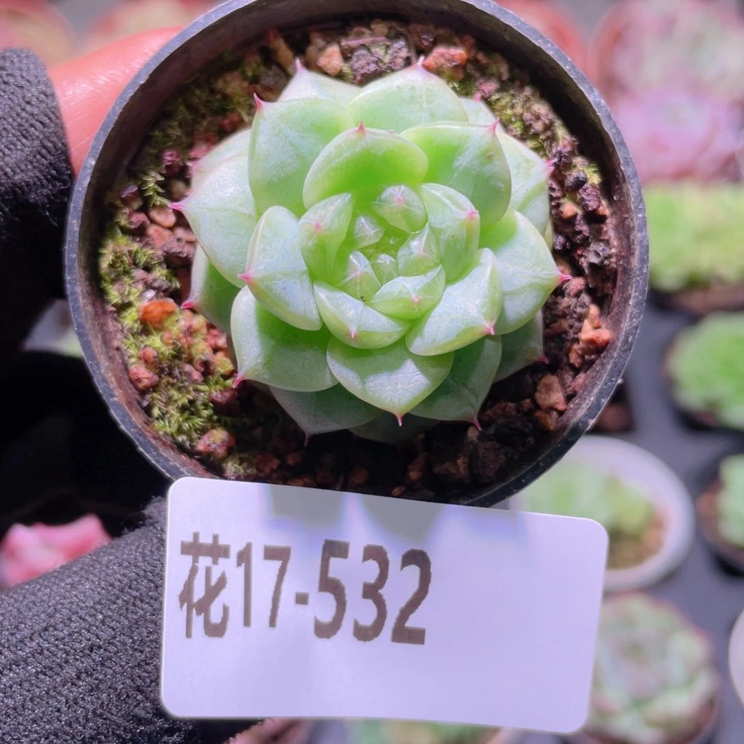 花利美17-532新品珍妮