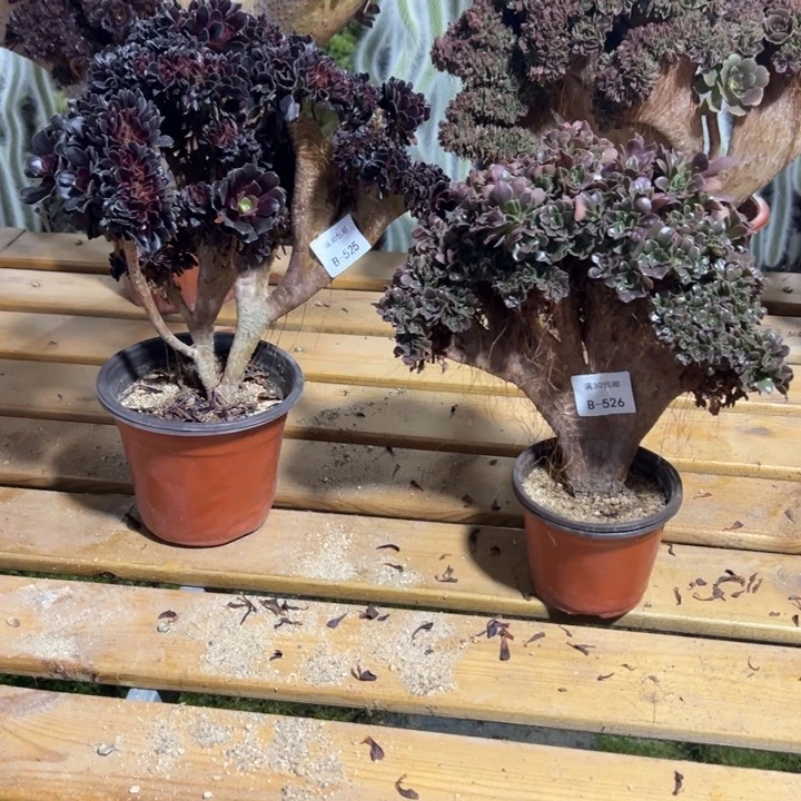 525欧紫526玫瑰多肉植物