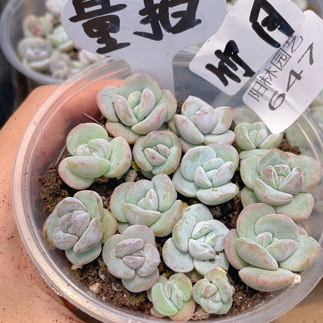 量拍多肉植物多肉植物647