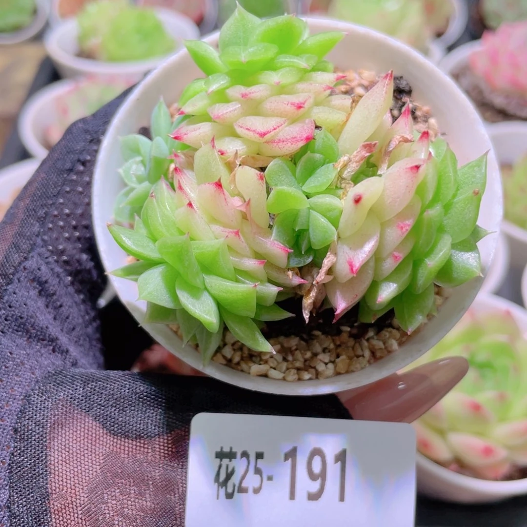 花利美25-191麦秆群