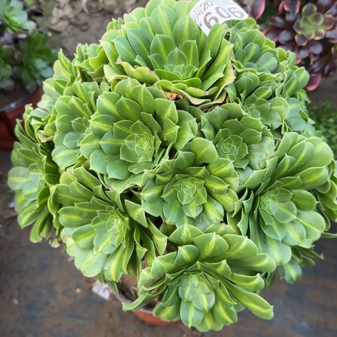 翡翠琉璃606满20包邮断枝不包