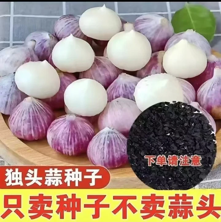 紫皮独头蒜种子紫皮蒜独子蒜干独头蒜非多瓣白今年新品香牌蒜种子
