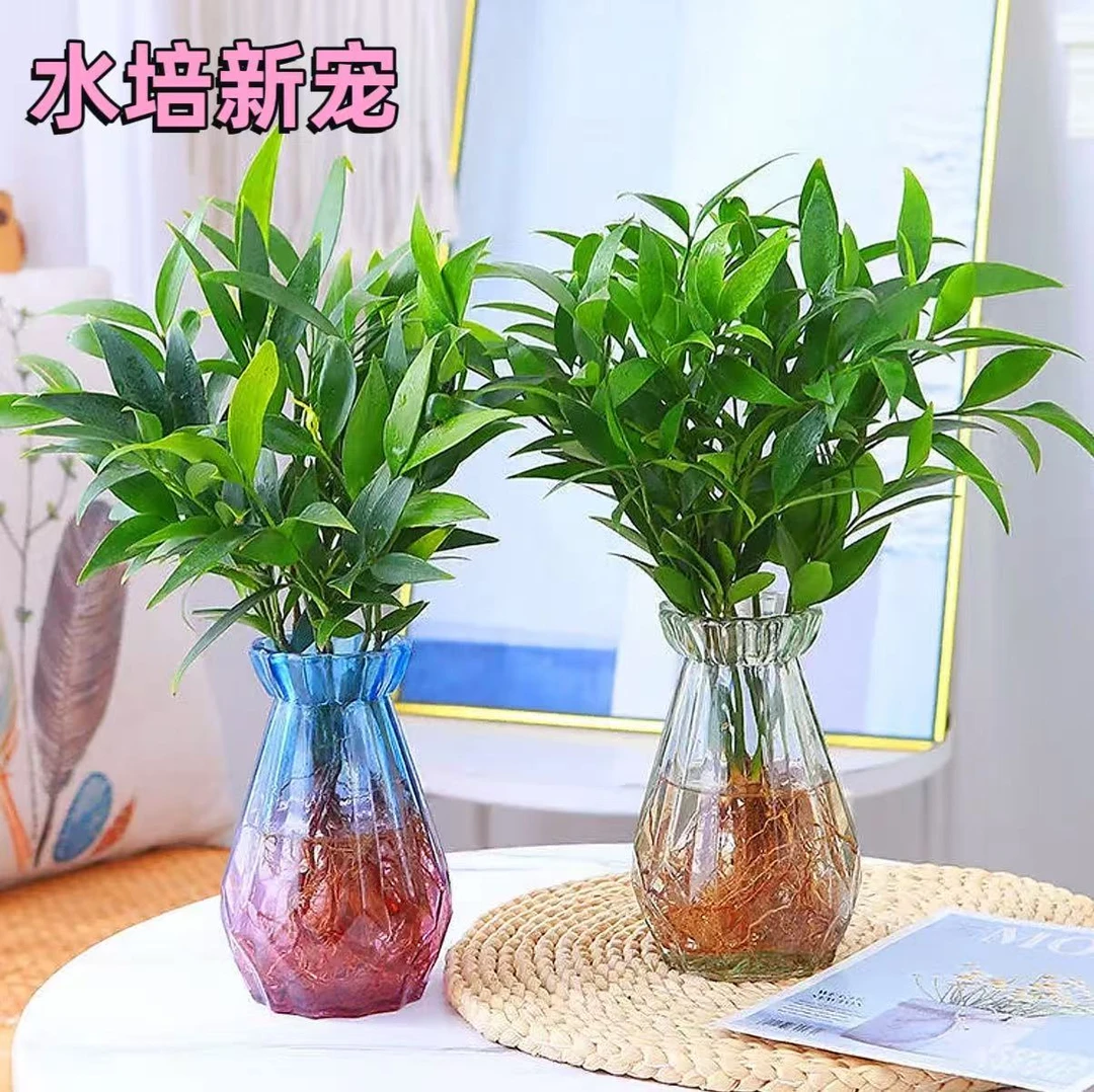 水培新宠竹柏盆栽驱蚊爆炸植物室内客厅卧室桌面四季常青绿植花卉