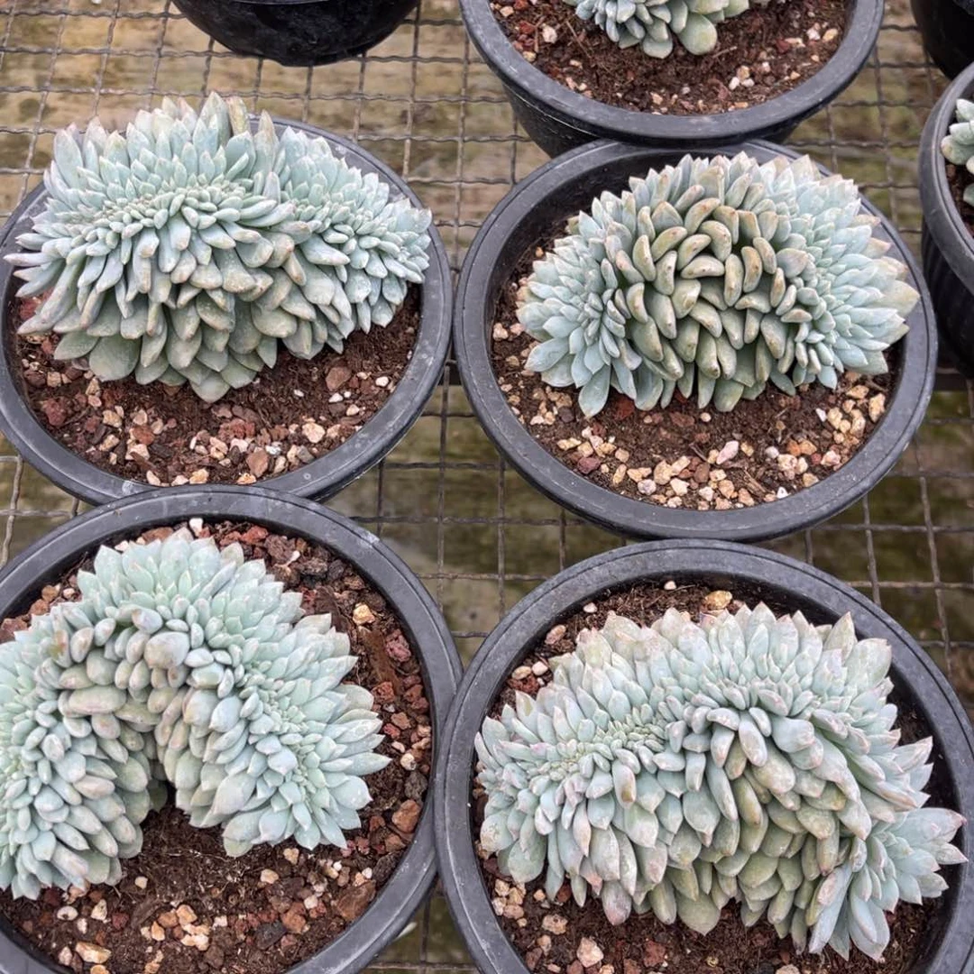 4颗100元11122355668874456998