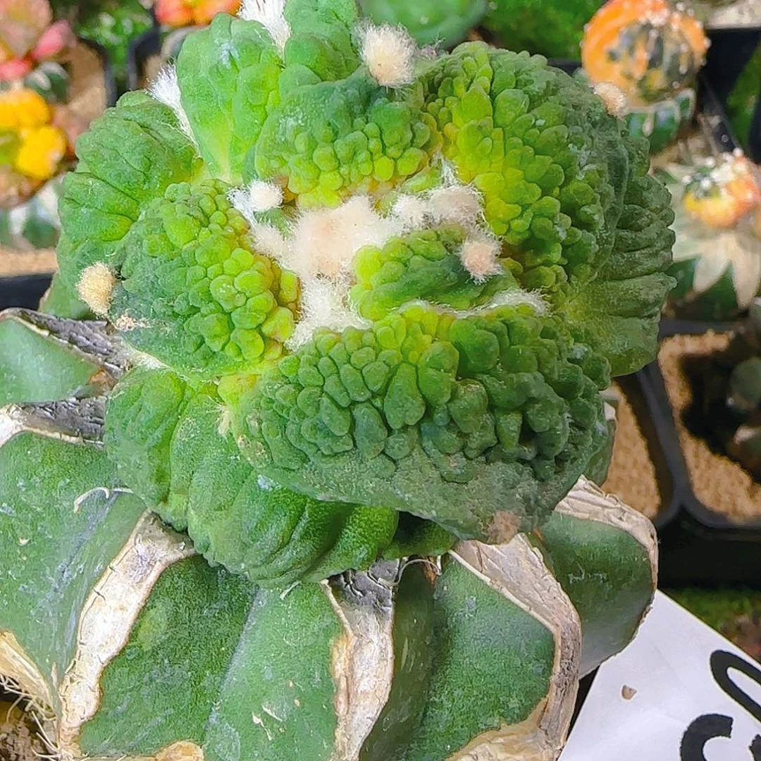 小**艺怒涛051仙人球开花