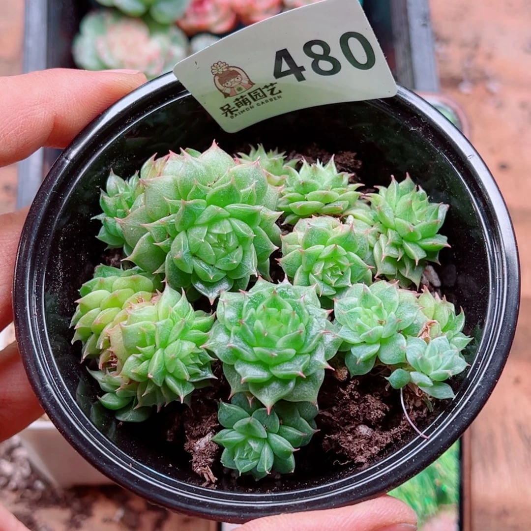 多肉植物多肉植物