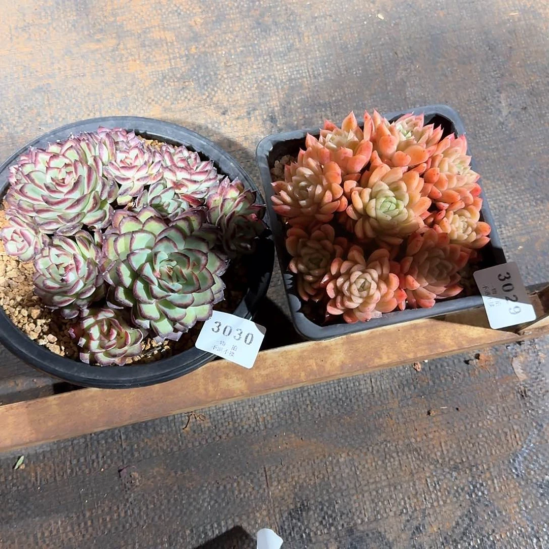 鱼*萌3029 3030肉酱玫瑰