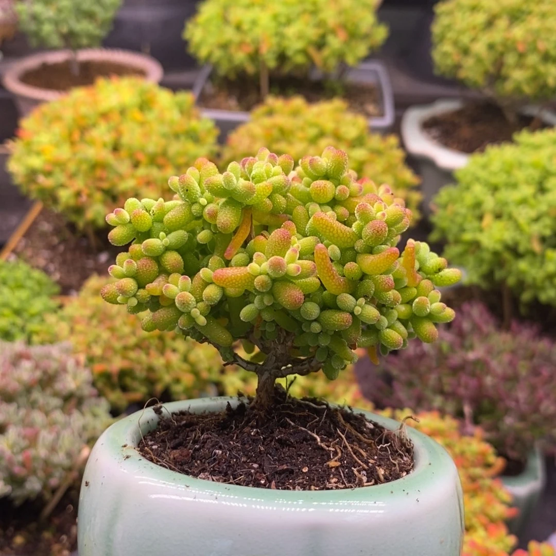 179金橘糖球带盆。