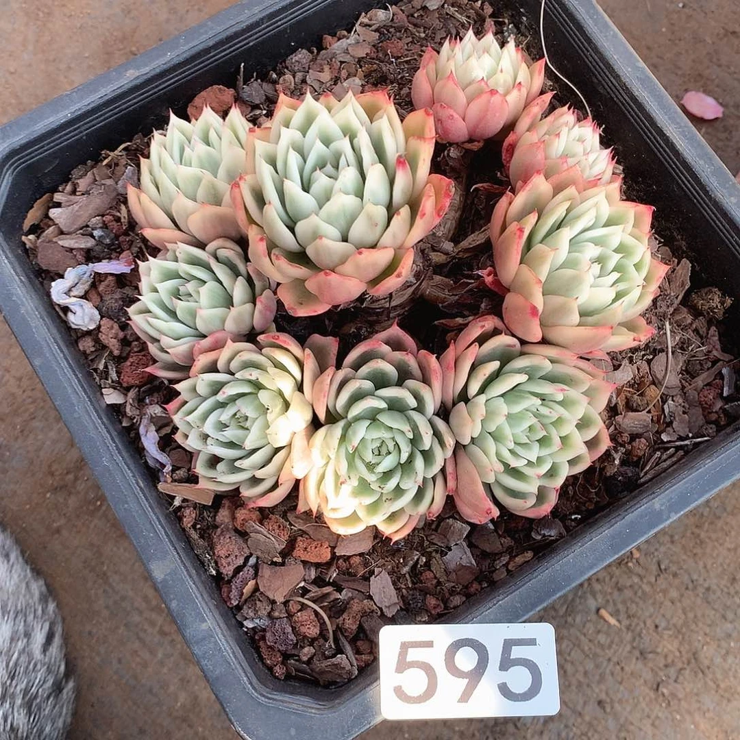 595 一物一拍多肉