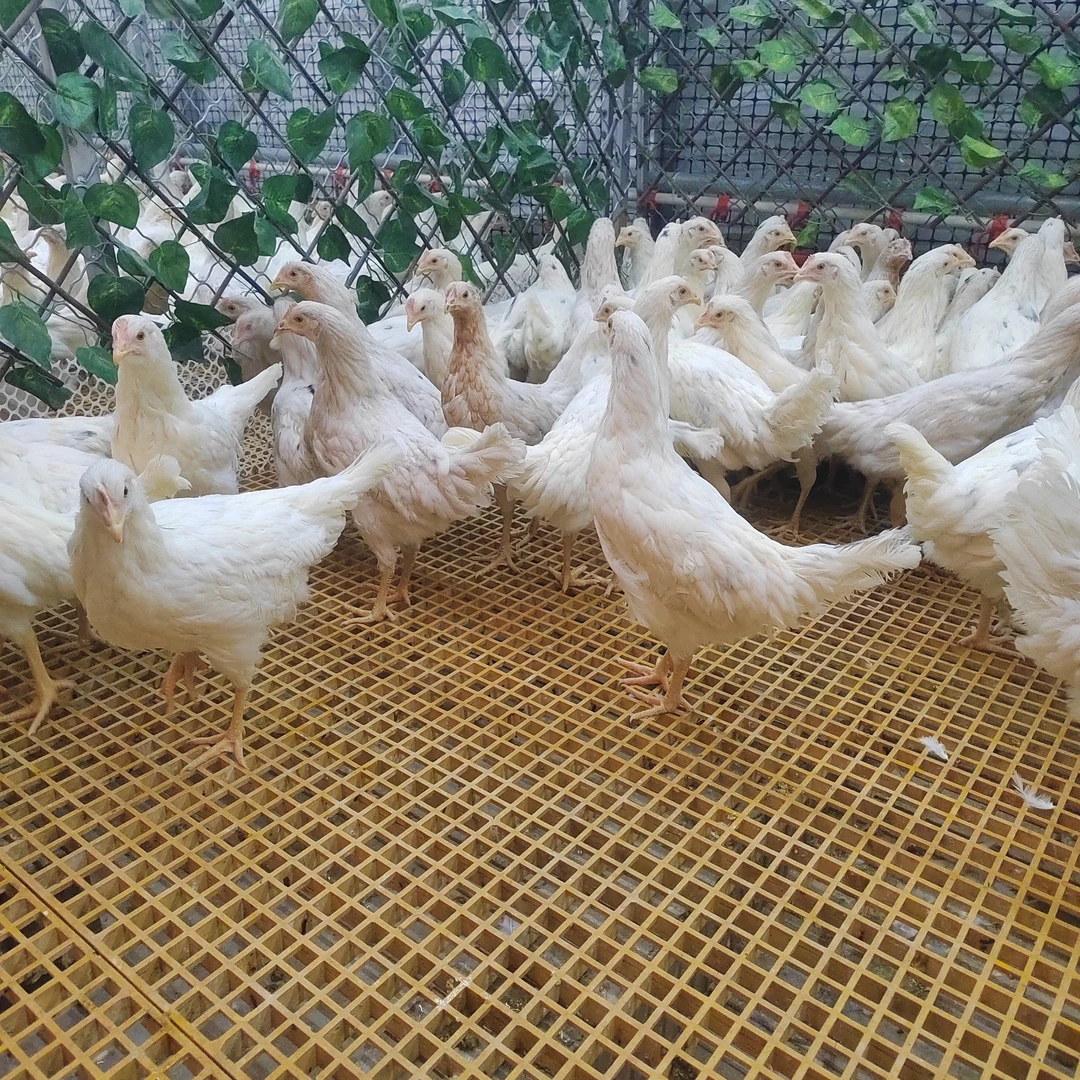 宠物高产海兰灰蛋鸡