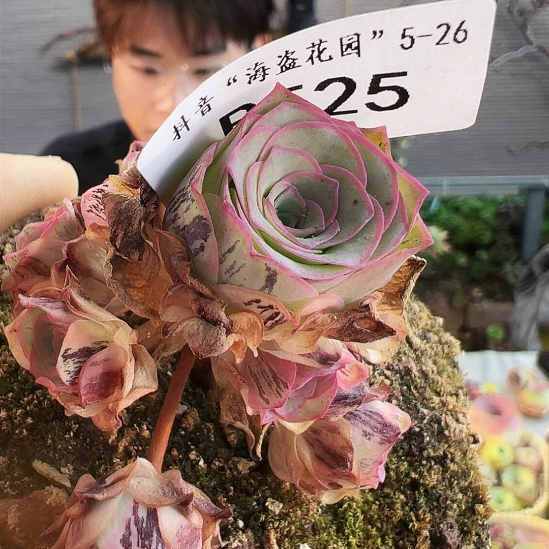 一**心福袋 福袋 B525.525