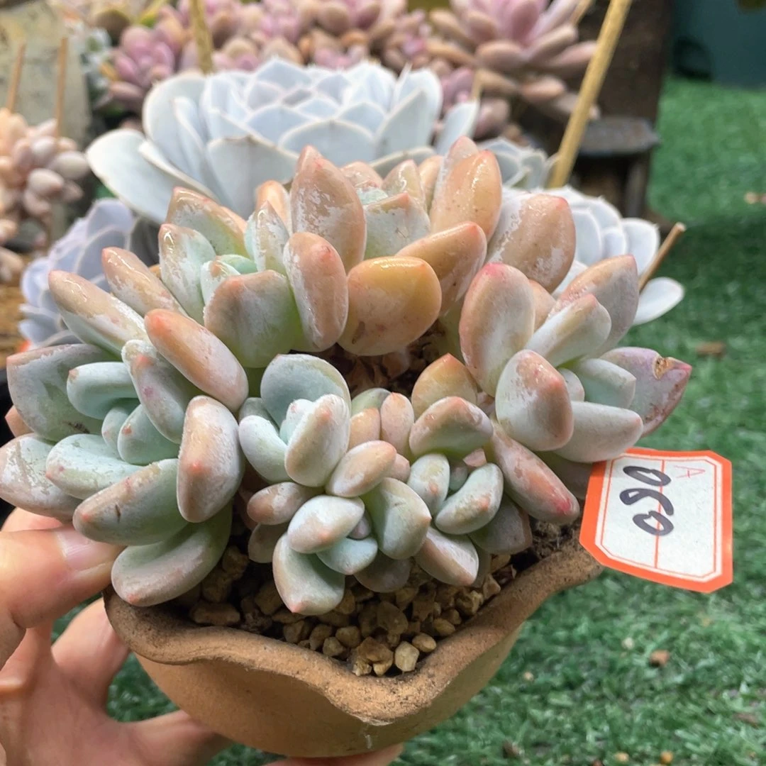 080 一物一拍28包邮