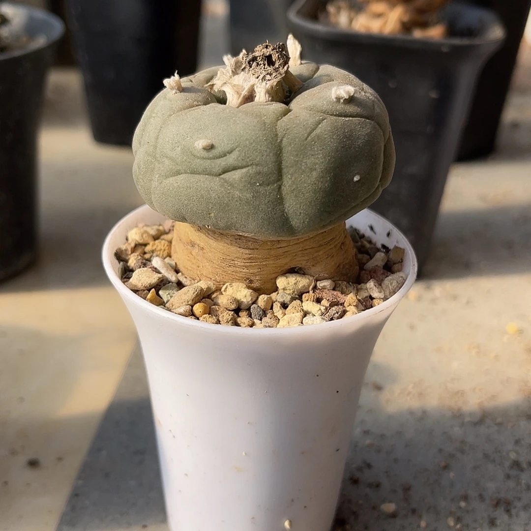 实生萝卜根鱼一物一拍