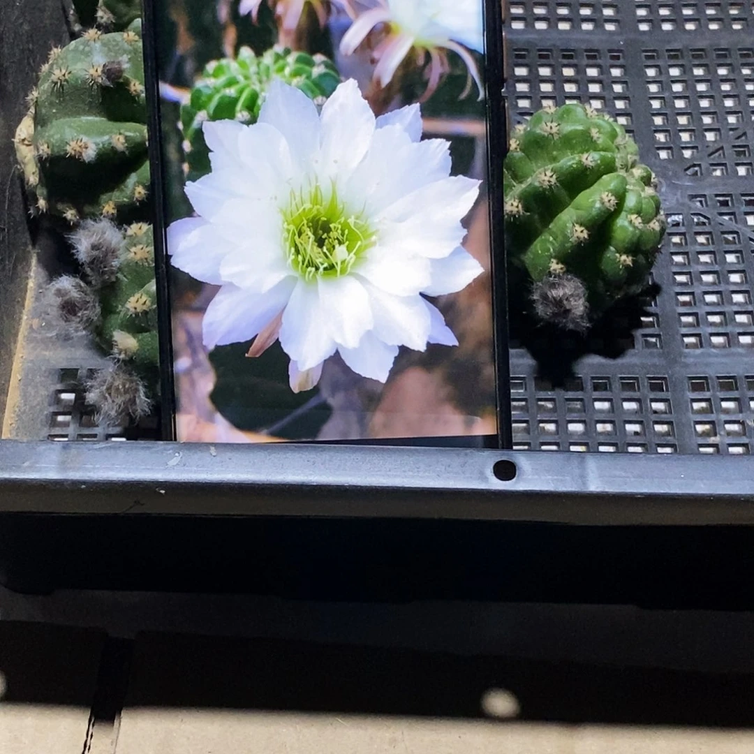 彩 冰美人侧芽歪20包邮/