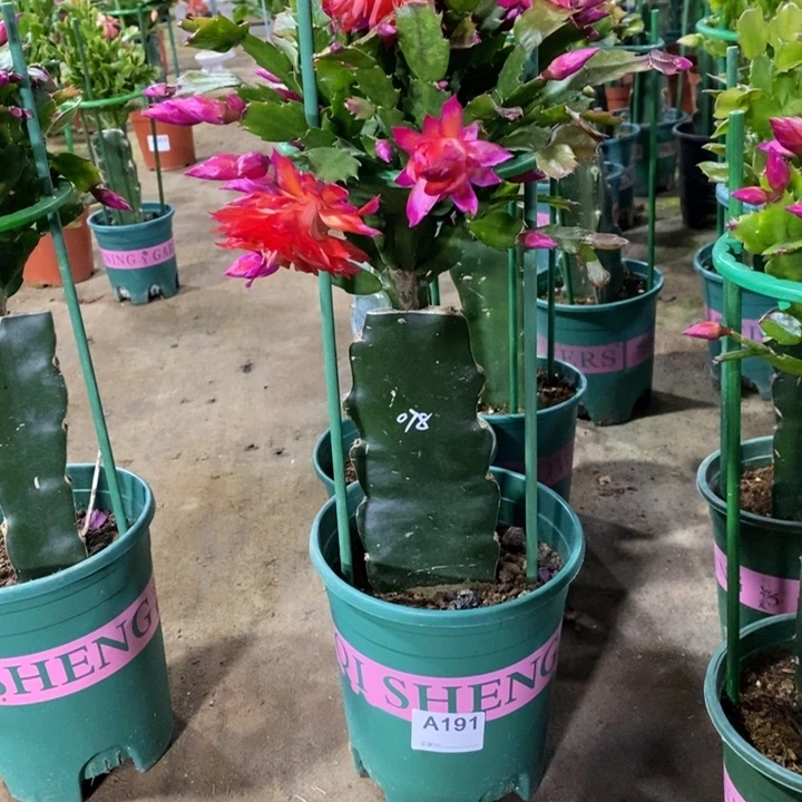 大部分花苞少量开放191嫁接078