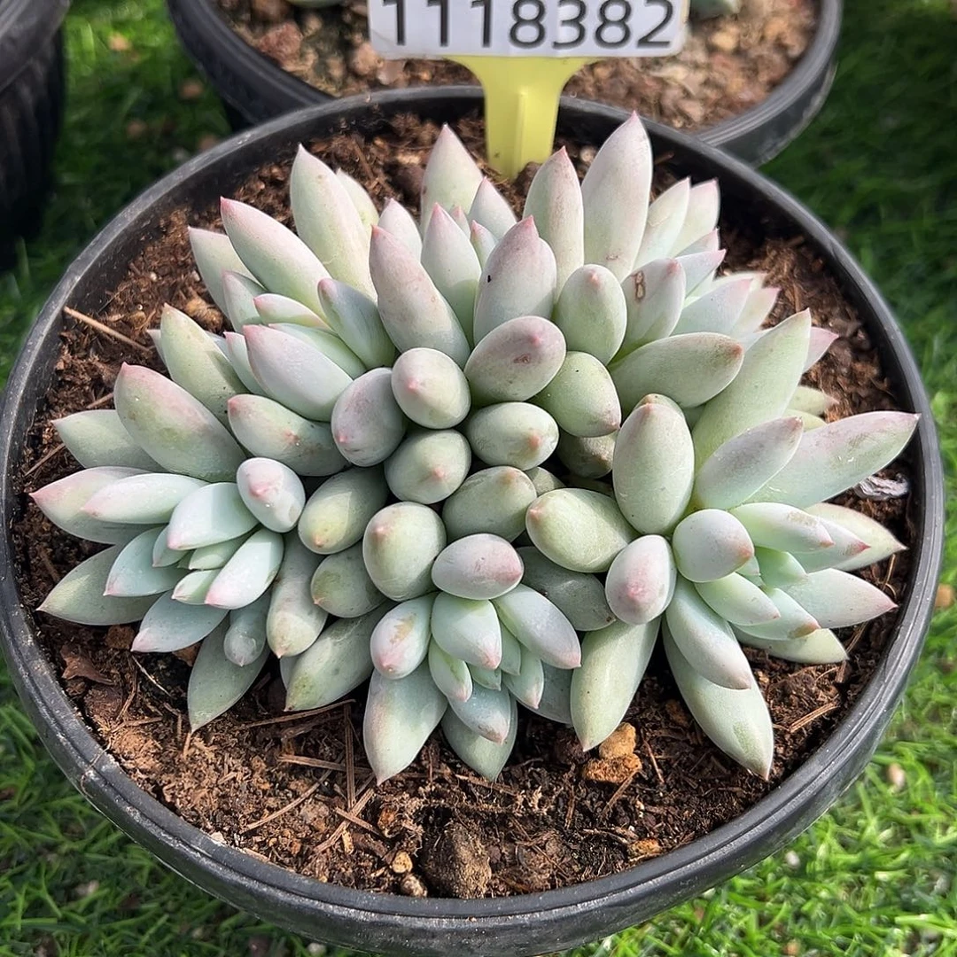 1118382 所罗门群生6头胖体无砍