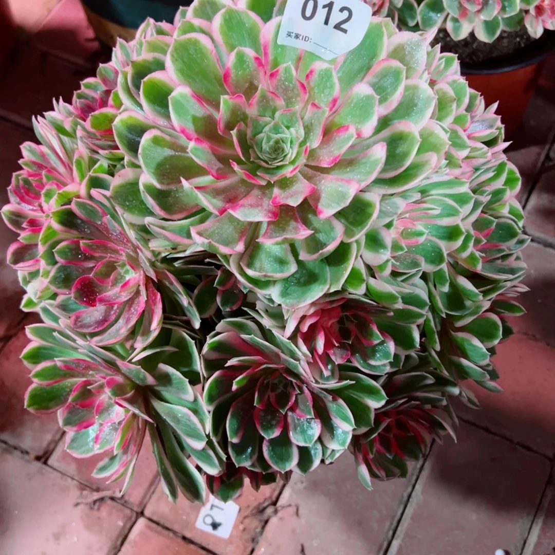 12孔雀翎法师多肉植物