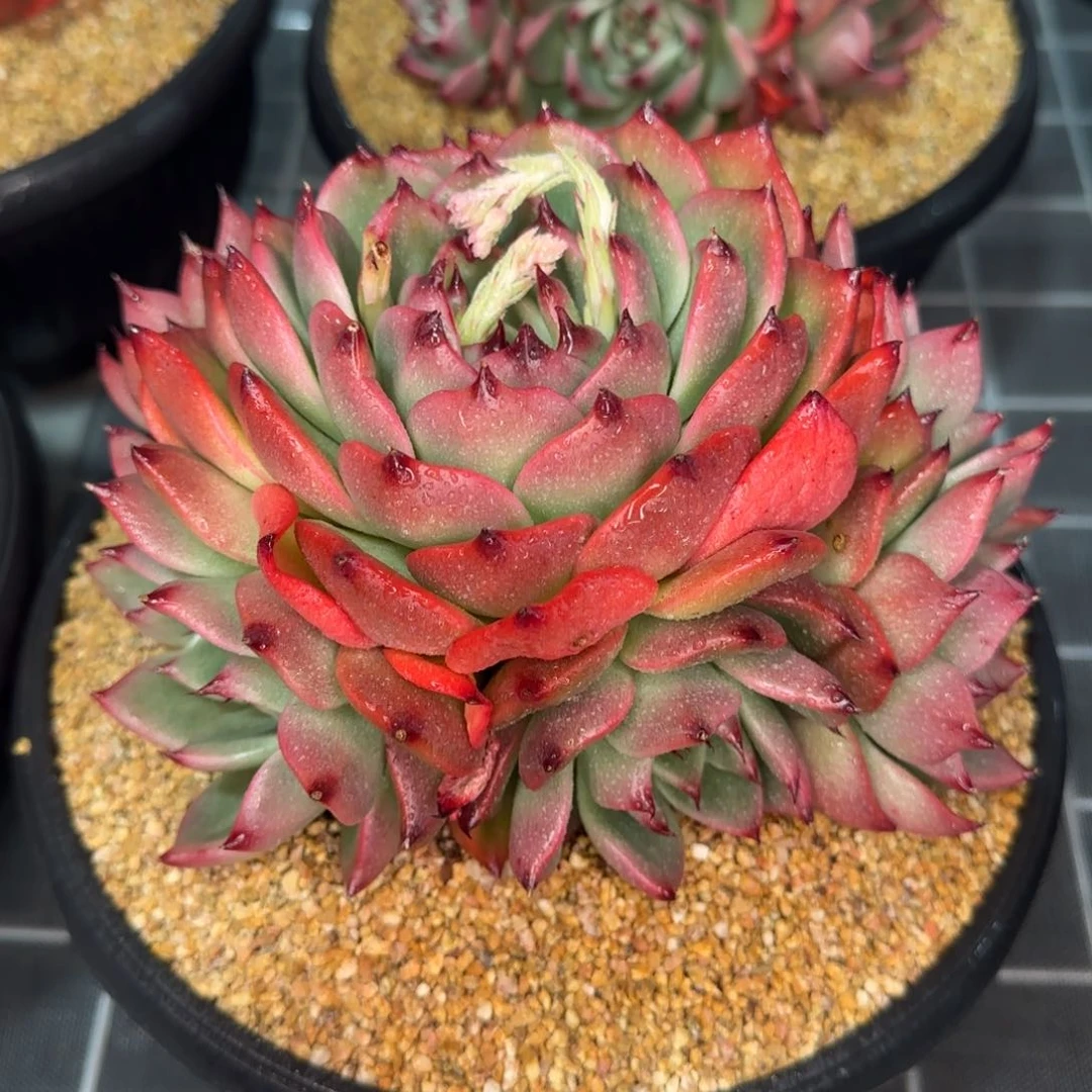 从前慢花园精选多肉加西亚