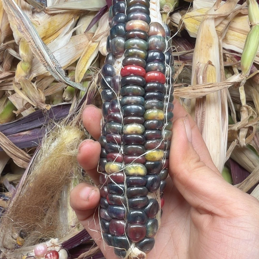 M***豆柏香籽/百香籽吊坠