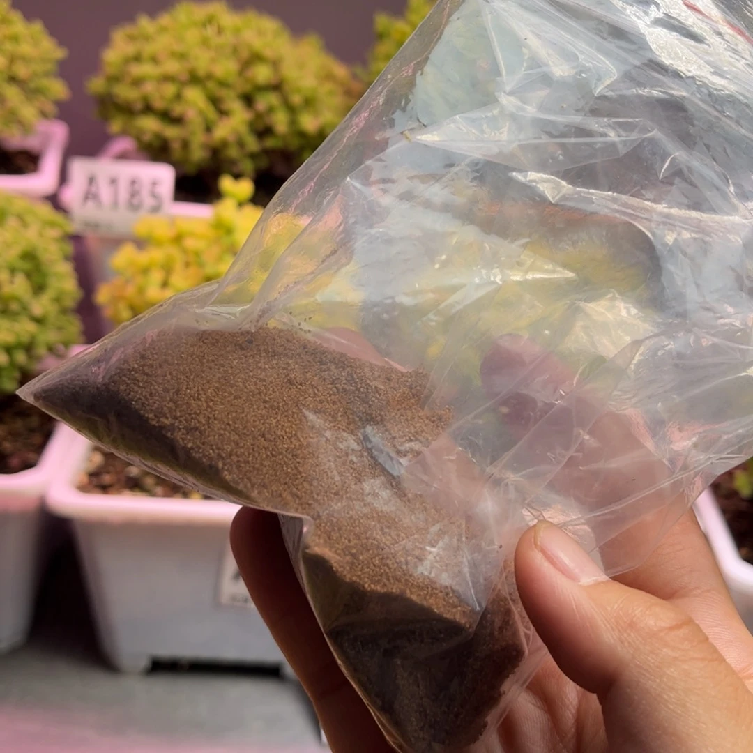 种子优秀枝干番杏