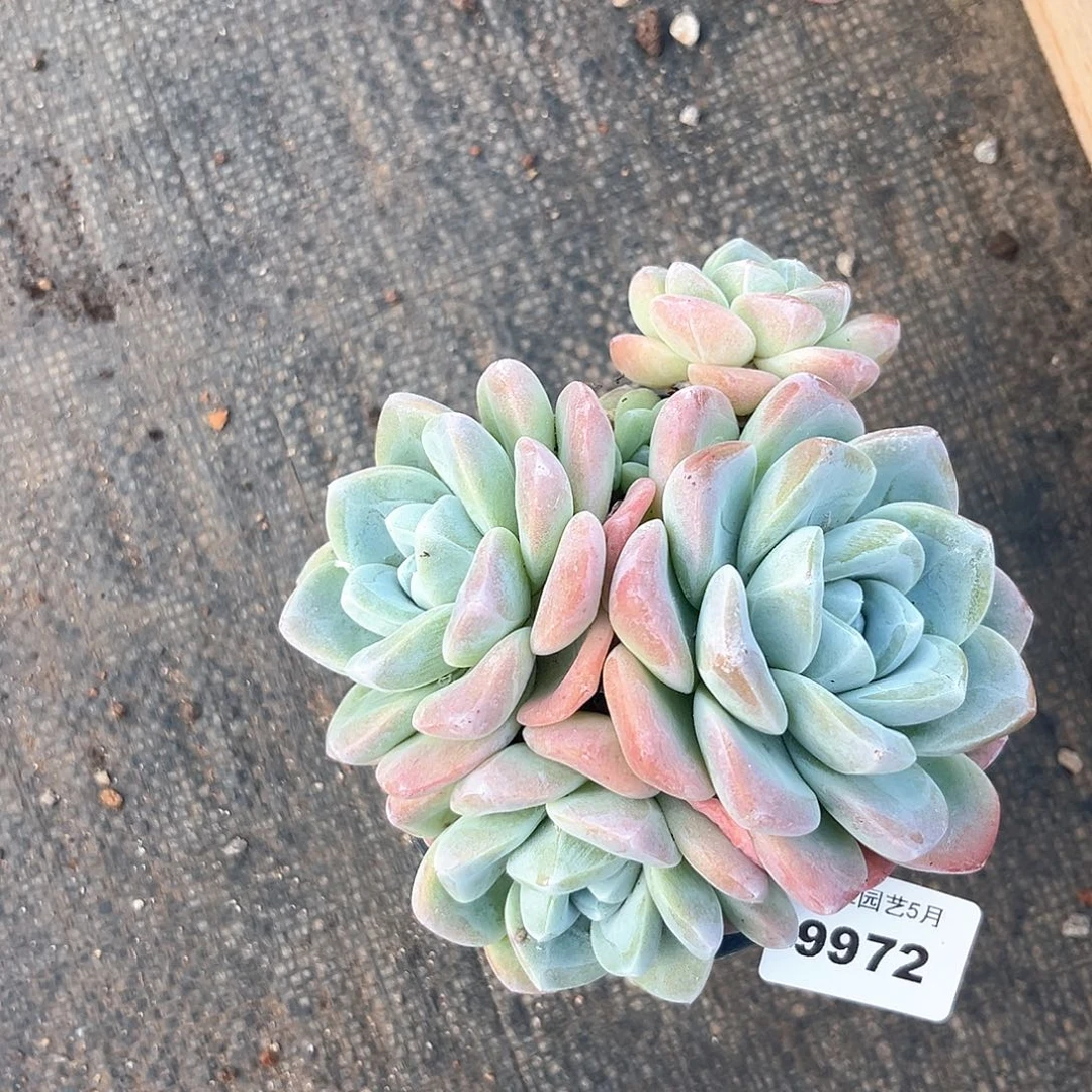 阿雅园艺。   9972