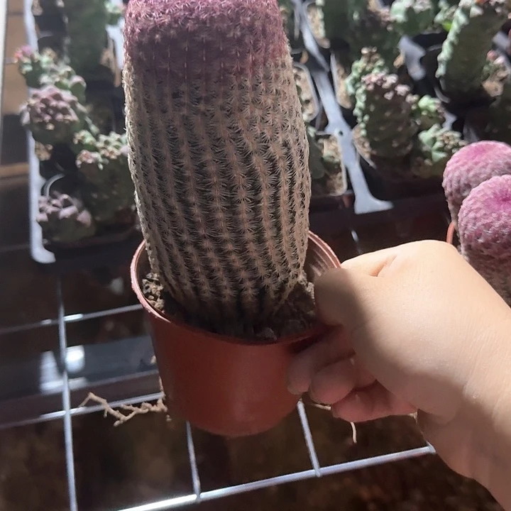 雄****您哈哈哈哈哈哈哈哈