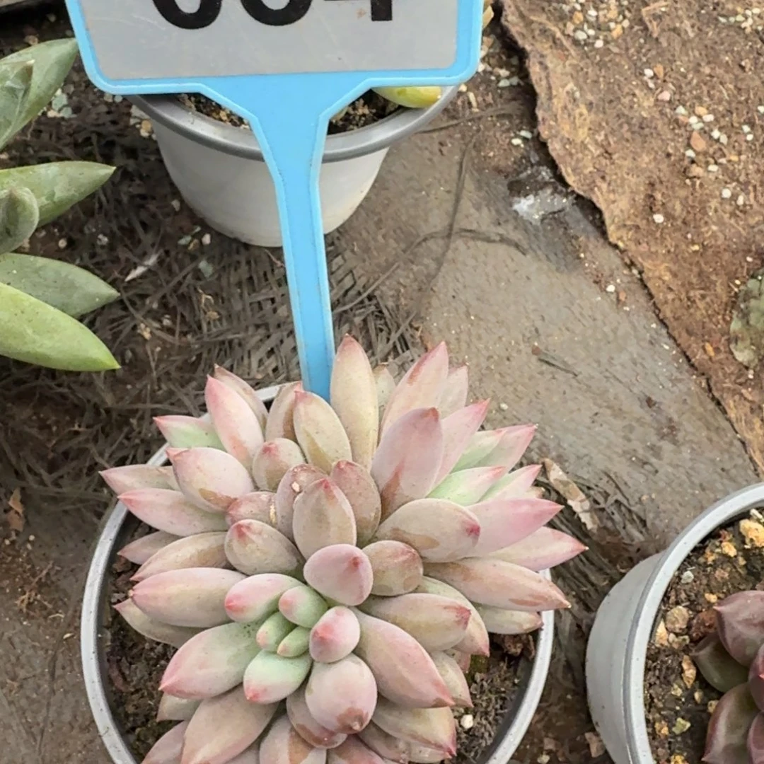 多肉植物虞美人034