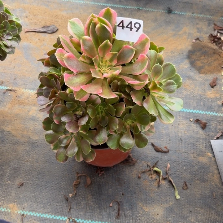 香妃多肉植物不包损449小棵